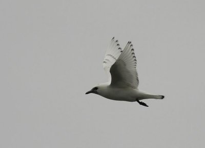 Ivory Gull (Isms) Pagophila eburnea