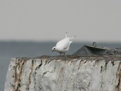 Ivory Gull (Ismås) Pagophila eburnea