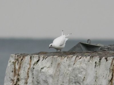 Ivory Gull (Isms) Pagophila eburnea