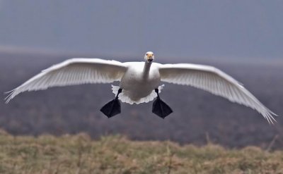 Whooper Swan (Sngsvan) Cygnus cygnus