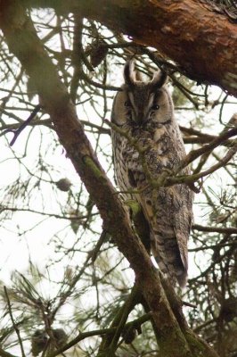 Long-eared Owl (Hornuggla) Asio otus