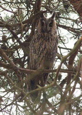 Long-eared Owl (Hornuggla) Asio otus
