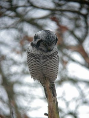 Hawk Owl (Hkuggla) Surnia ulula