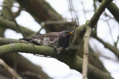 Black-throated Thrush (Svarthalsad trast) Turdus ruficollis