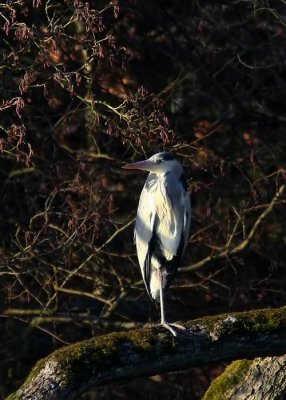 Grey Heron (Grhger) Ardea cinerea