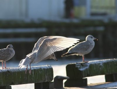 Iceland Gull (Vitvingad trut) Larus glaucoides