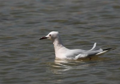 Slender-billed Gull (Lngnbbad ms) Larus genei