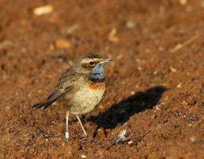 Bluethroat (Blhake) Luscinia svecica