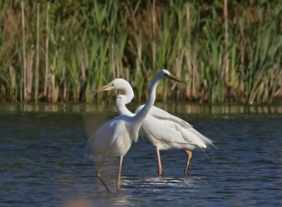 Great White Egret (Ägretthäger) Egretta alba