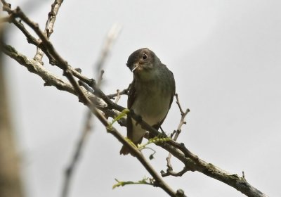 Asian Brown Flycatcher (Glasgonflugsnappare) Muscicapa dauurica