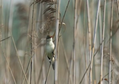 Oriental Reed Warbler (Kinesisk trastsngare) Acrocephalus orientalis