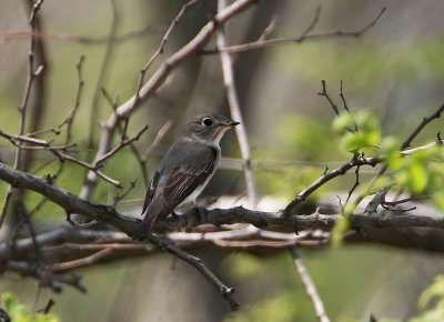 Asian Brown Flycatcher (Glasgonflugsnappare) Muscicapa dauurica