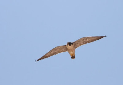 Peregrine (Pilgrimsfalk) Falco peregrinus