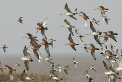Shorebirds at Yangkou