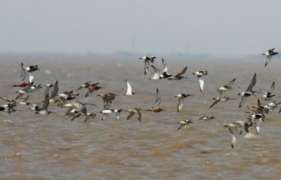 More shorebirds at Yangkou