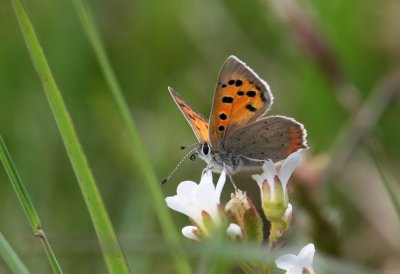 Small Copper (Mindre guldvinge) Lycaena phlaeas