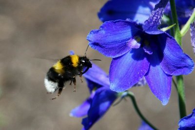Buff-tailed bumble bee (Mörk jordhumla) Bombus terrestris