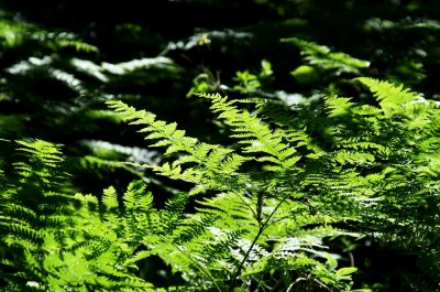 Ferns in sunlight
