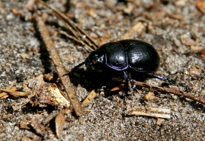 Dor beetle (Tordyvel) Geotrupes stercorarius 