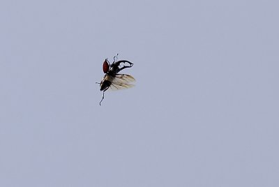 Stag beetle (Ekoxe) Lucanus cervus