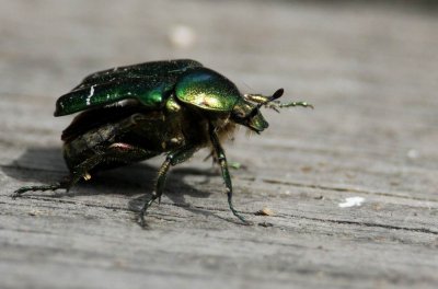 Rose chafer (Gräsgrön guldbagge) Cetonia aurata