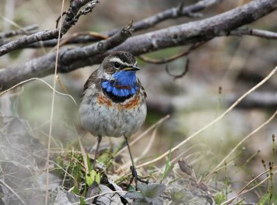 Bluethroat (Blhake) Luscinia svecica