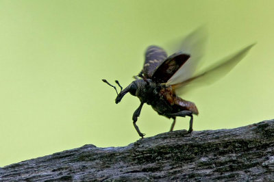 Pine Weevil (Snytbagge) Hylobius abietus