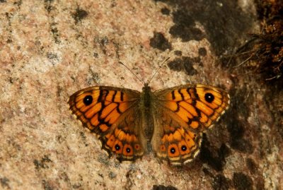 Wall Brown (Svingelgräsfjäril) Lasiomatta megera