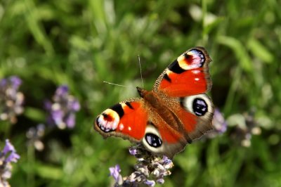 Peacock (Påfågelöga) Inachis io