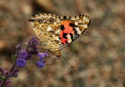 Painted Lady (Tistelfjäril) Cynthia cardui