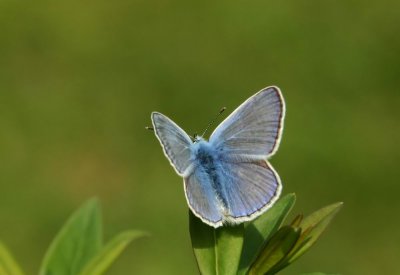 Common Blue (Puktörneblåvinge) Polyommatus icarus