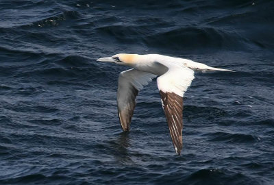 Northern Gannet (Havssula) Morus bassanus