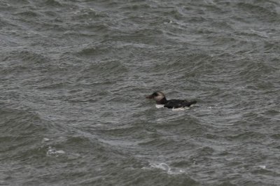 Atlantic Puffin (Lunnefgel) Fratercula arctica