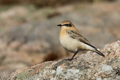 Black-eared Wheatear (Medelhavsstenskvtta) Oenanthe hispanica