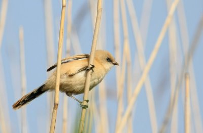 Bearded Parrotbill (Skggmes) Panurus biarmicus