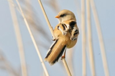Bearded Parrotbill (Skggmes) Panurus biarmicus