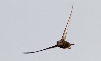 Common Swift (Tornseglare) Apus apus