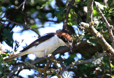 Woodchat Shrike (Rdhuvad trnskata) Lanius senator