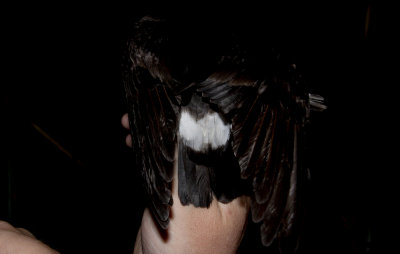 European Storm-Petrel (Stormsvala) Hydrobates pelagicus