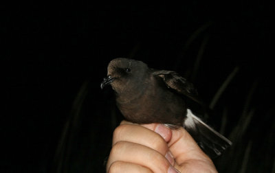 European Storm-Petrel (Stormsvala) Hydrobates pelagicus