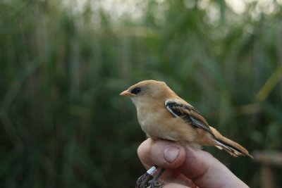 Bearded Tit (Skggmes) Panurus biarmicus