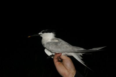 Sandwich Tern (Kentsk trna) Sterna sandvicensis