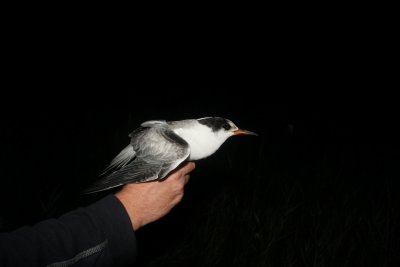 Common Tern (Fisktrna) Sterna hirundo