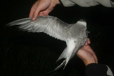 Arctic Tern (Silvertrna) Sterna paradisea