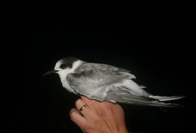 Arctic Tern (Silvertrna) Sterna paradisea