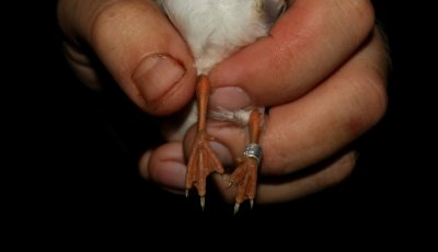 Little Tern (Smtrna) Sternula albifrons
