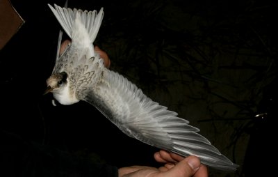 Little Tern (Smtrna) Sternula albifrons