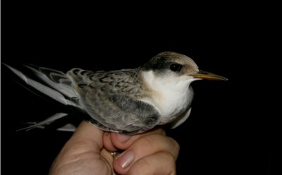 Little Tern (Smtrna) Sternula albifrons