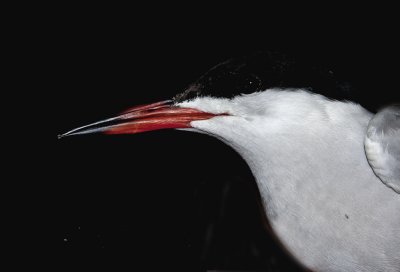 Common Tern (Fisktrna) Sterna hirundo