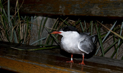 Common Tern (Fisktrna) Sterna hirundo